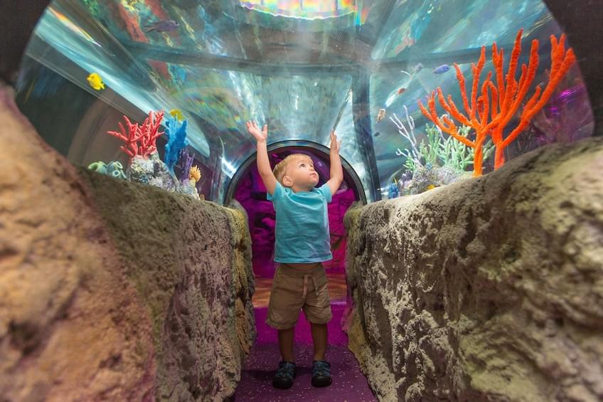 Watch multi-colored fishes swimming over your head at the ocean tunnel 