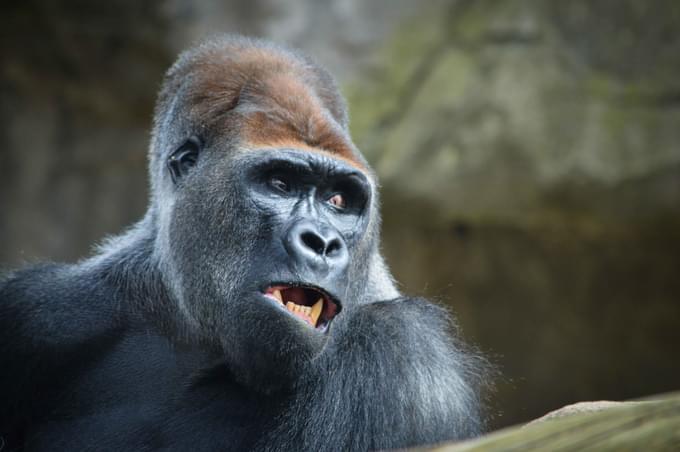 Gorilla in Barcelona Zoo