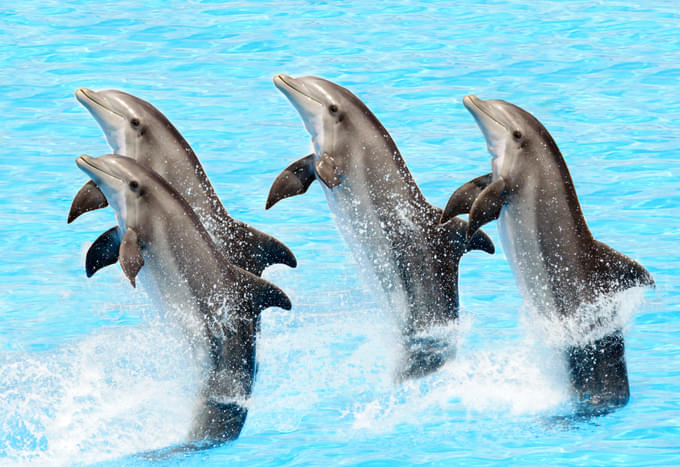 dubai dolphinarium