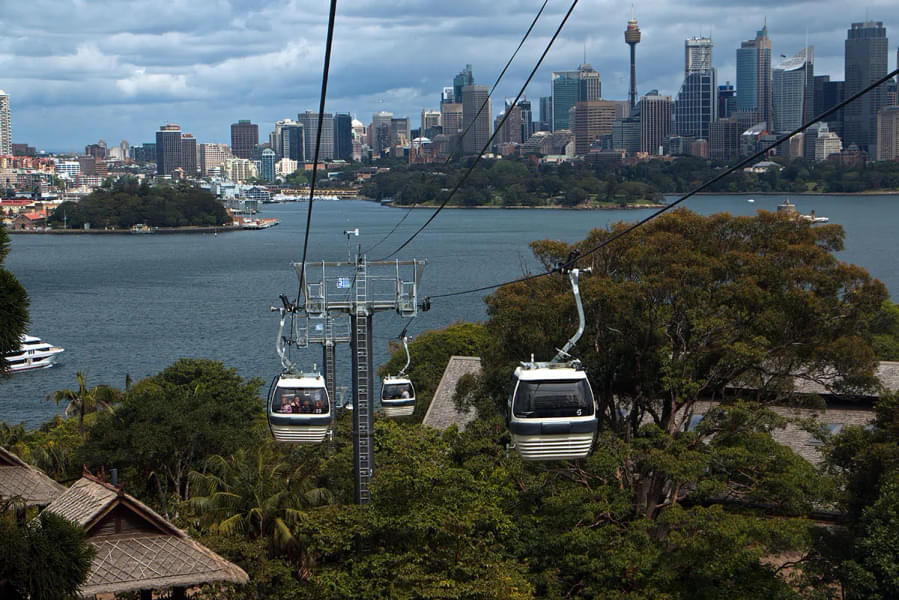 Get in an exciting Sky Safari Cable Car ride