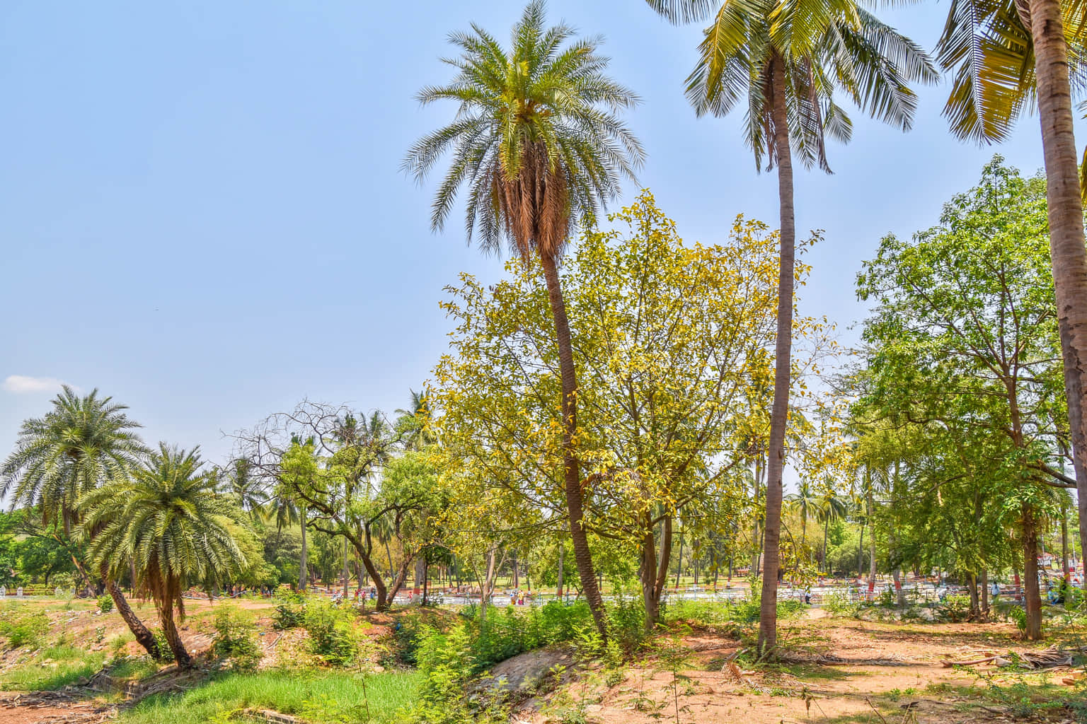 Indira Park , <em>Hyderabad</em>