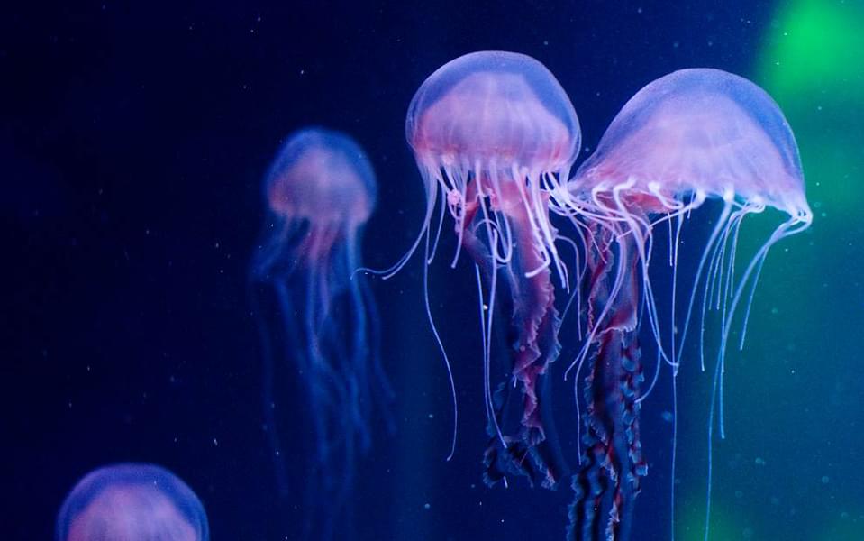 Admire the turquoise jellyfish in Sea Life aquarium