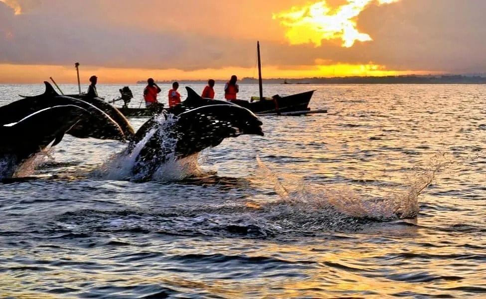 Dolphin Watching Mallorca Tours