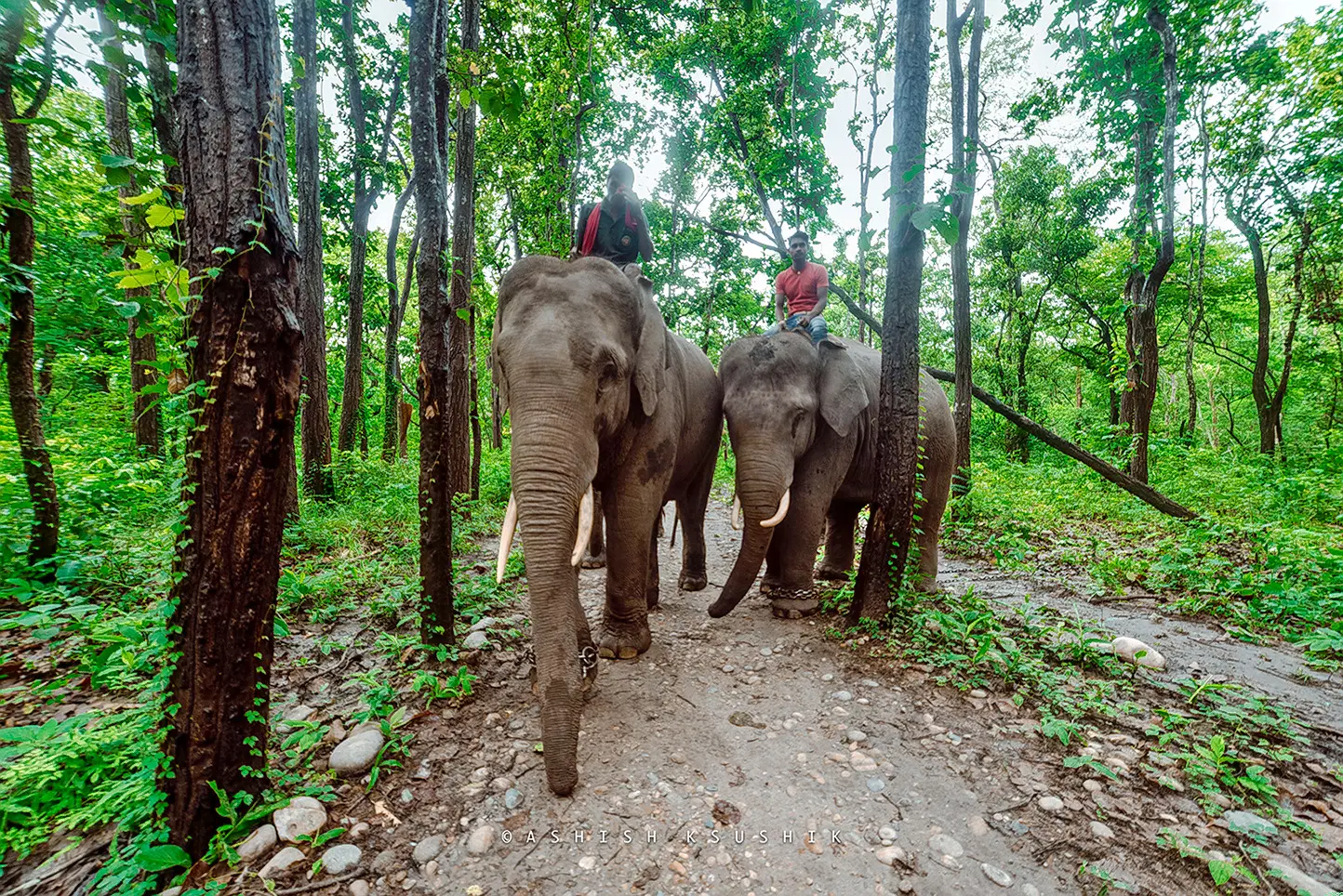 Valmiki National Park, Bettiah
