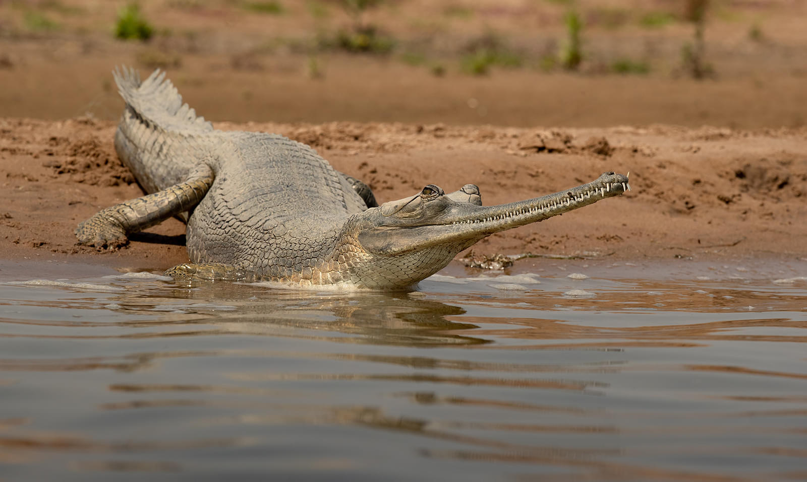 National Chambal Gharial Sanctuary Overview