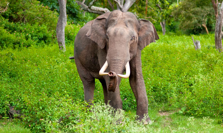 The Royal Thai Elephant Museum