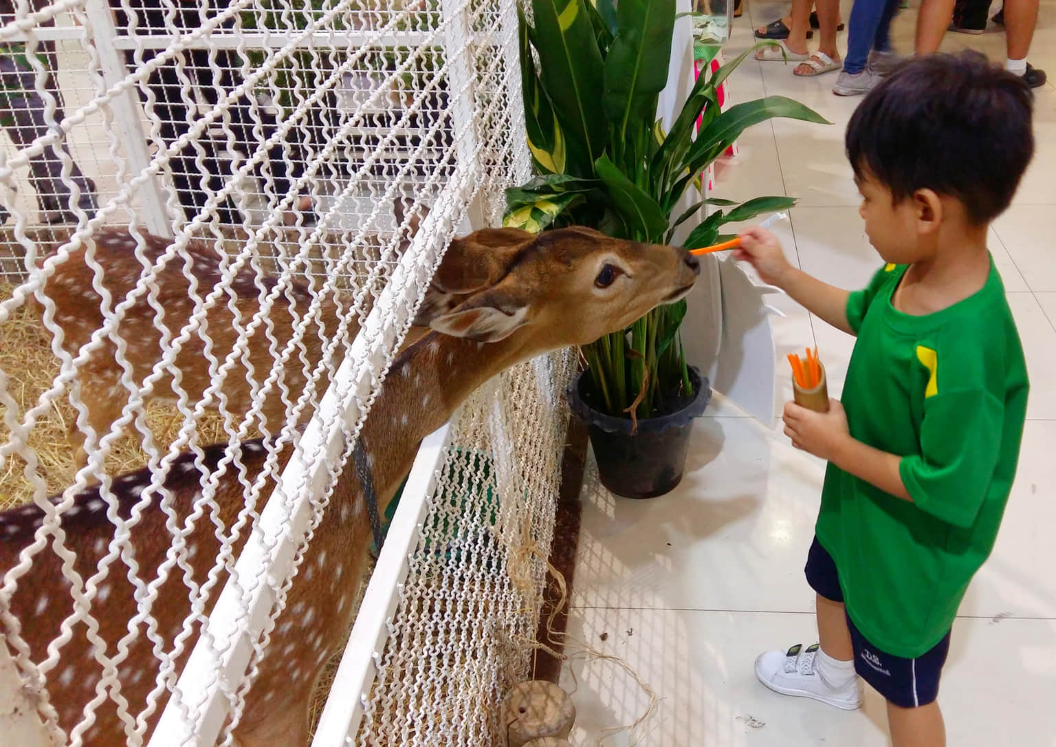 Feed the Animals