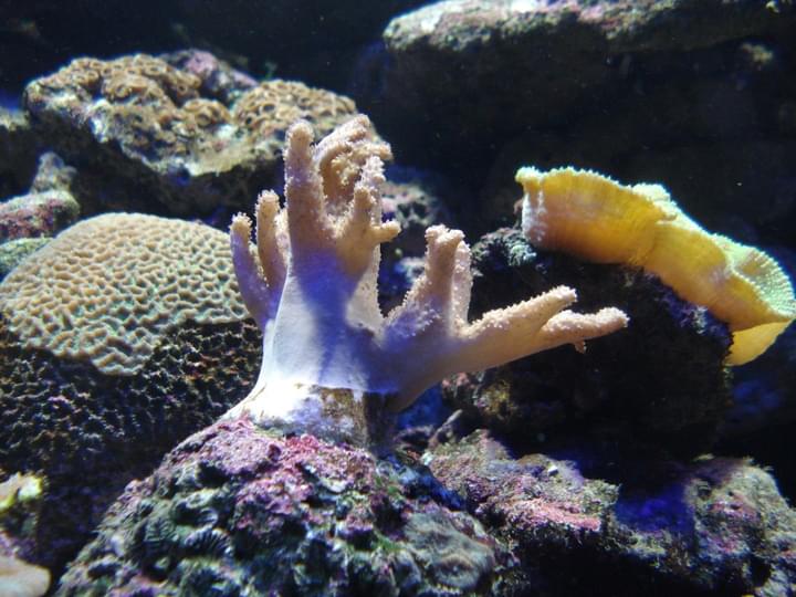Coral Reef Section.jpg