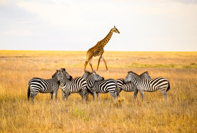 Serengeti National Park