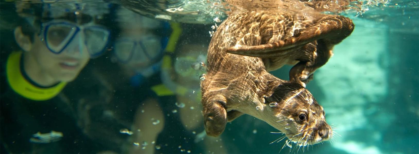 Explore the Grand Reef