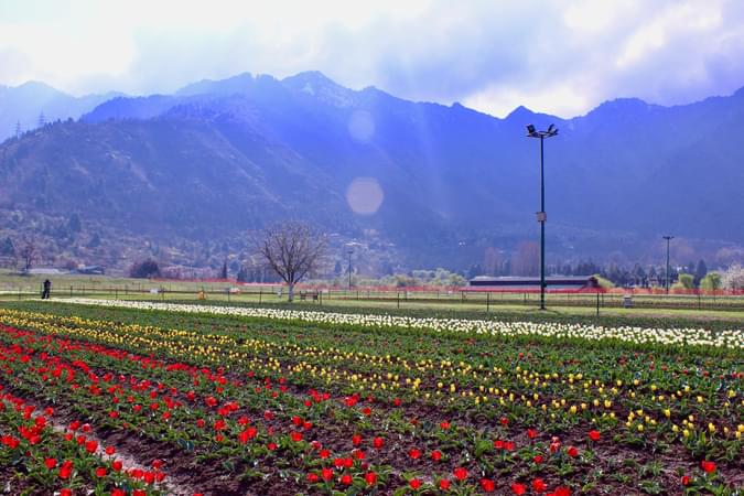Indira Gandhi Memorial Tulip Garden