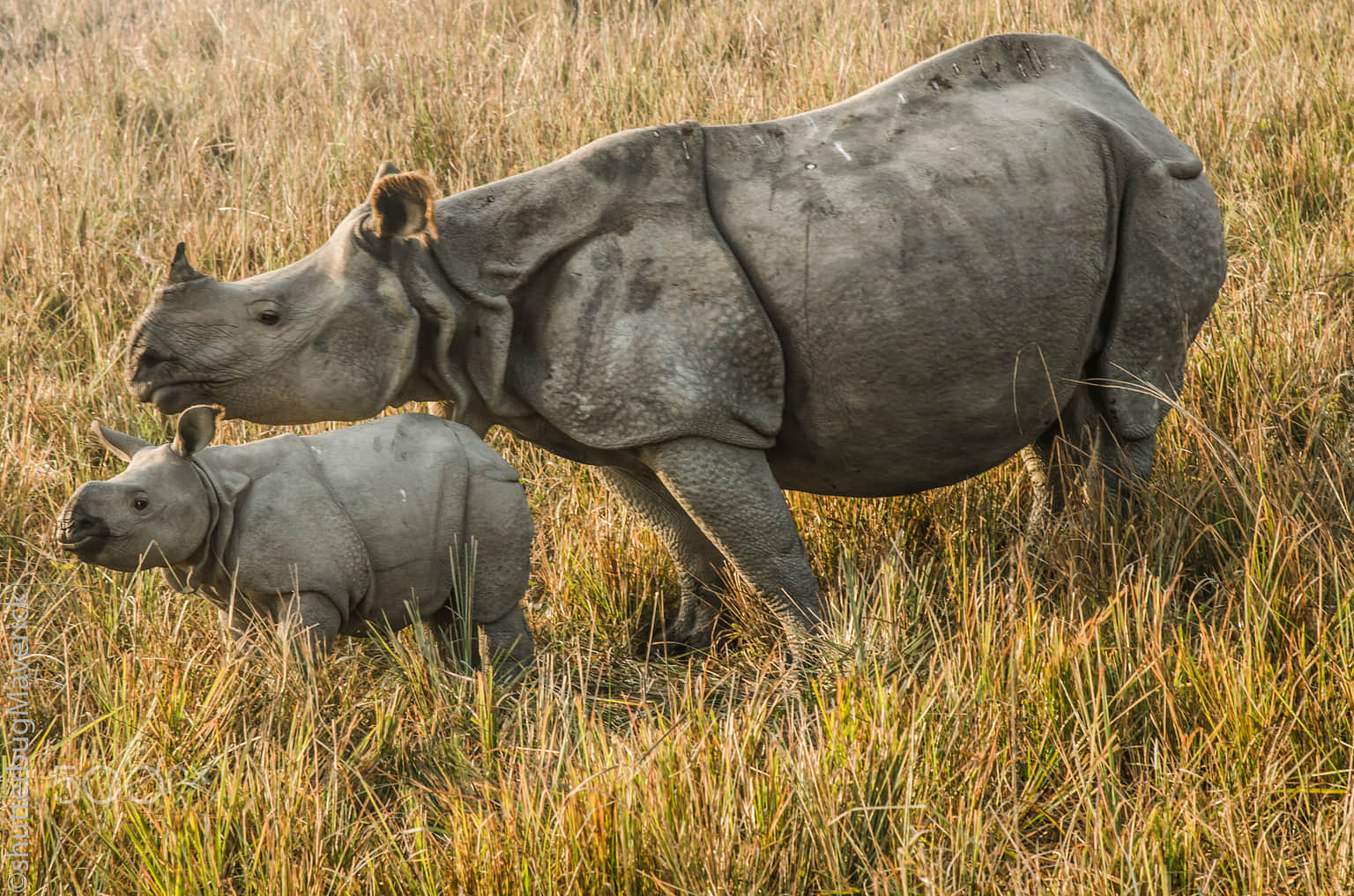 Pobitora Wildlife Sanctuary