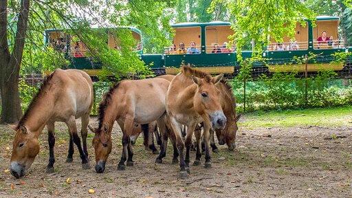 Horse at Wild Asia Monorail