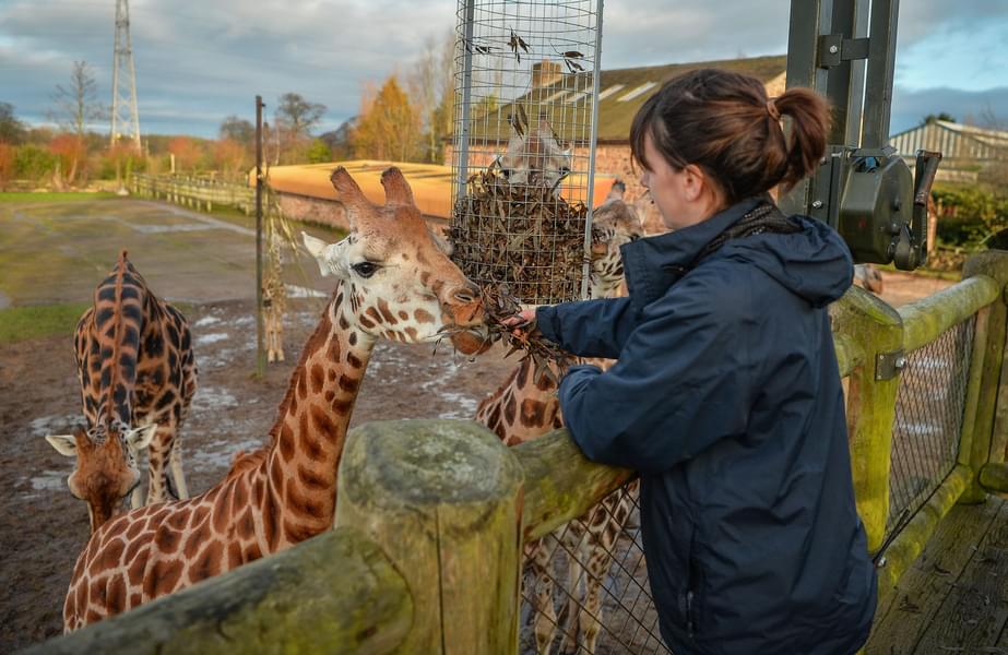 Step into a world of wonder at Chester Zoo