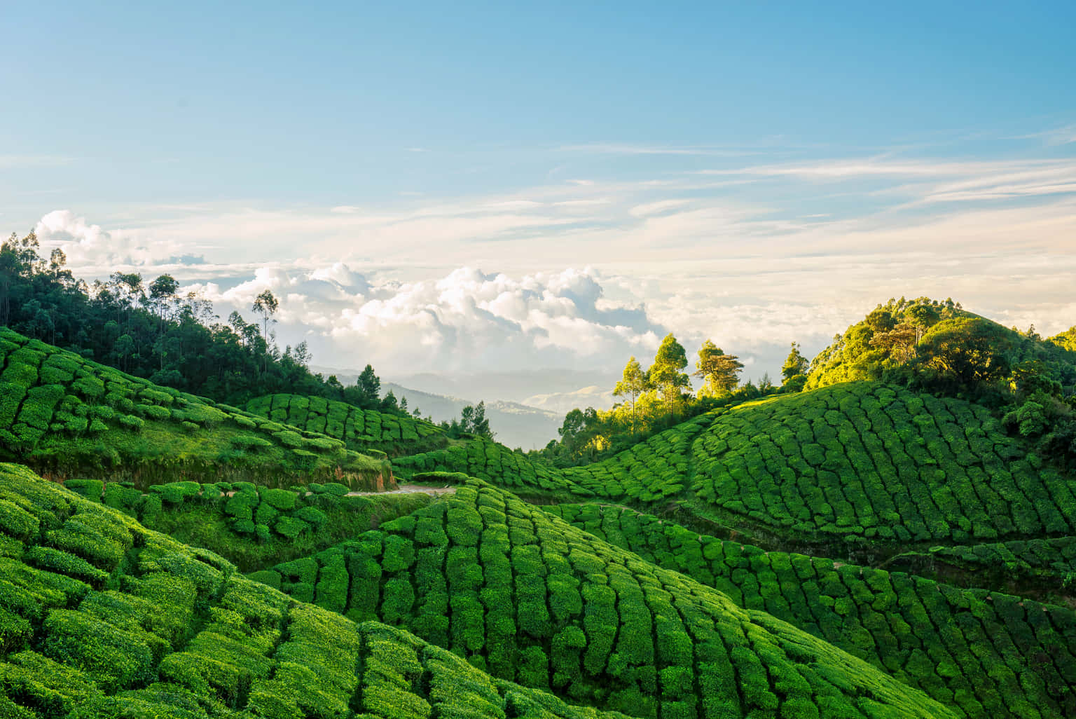 Cycling Amidst Tea Plantation Munnar