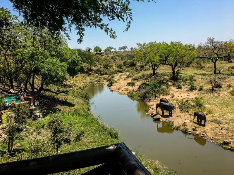 Kruger National Park Image