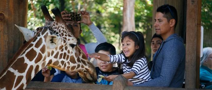 Giraffe Feeding