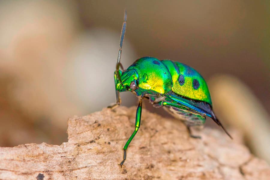 Camping In Goa Image