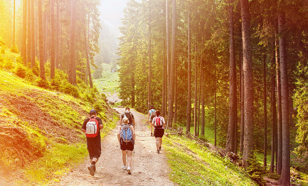 Jungle Trek in Kasauli