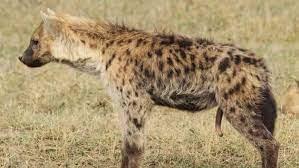 Spotted hyena