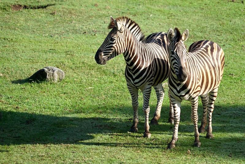 Safaris At Bali Safari And Marine Park