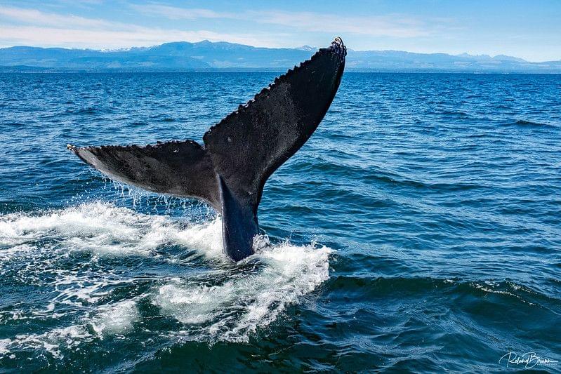 Whale at Vancouver Island