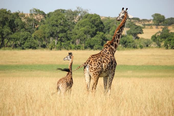 giraffe in Houston Zoo