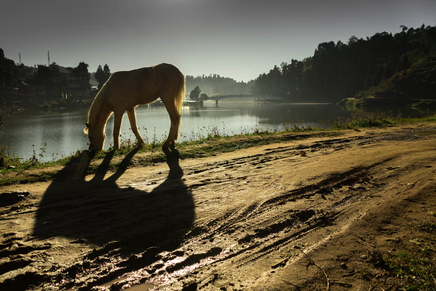 5 Days Darjeeling Kalimpong tour with excursion to Mirik Image