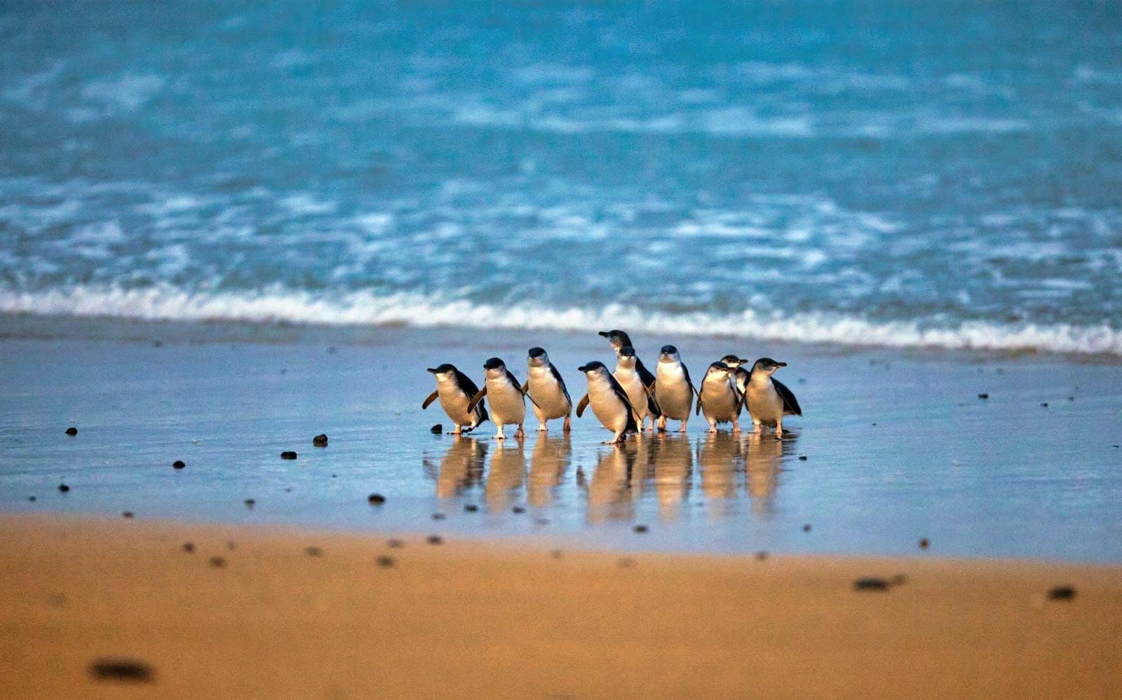 Spot the cute and small penguins