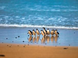 Phillip Island Beach and Wildlife Escape In Melbourne