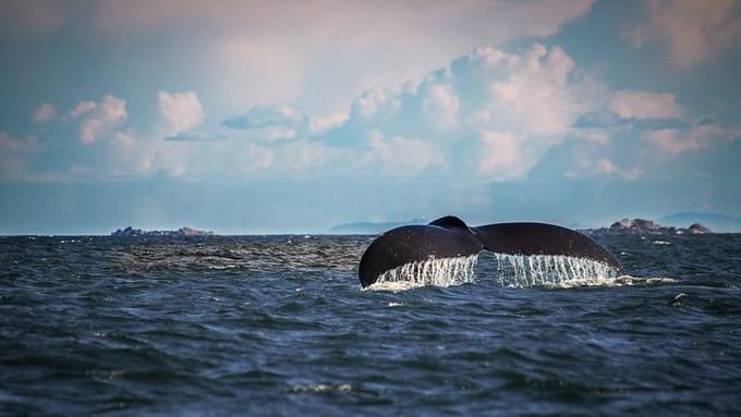 Whale in the Salish Sea