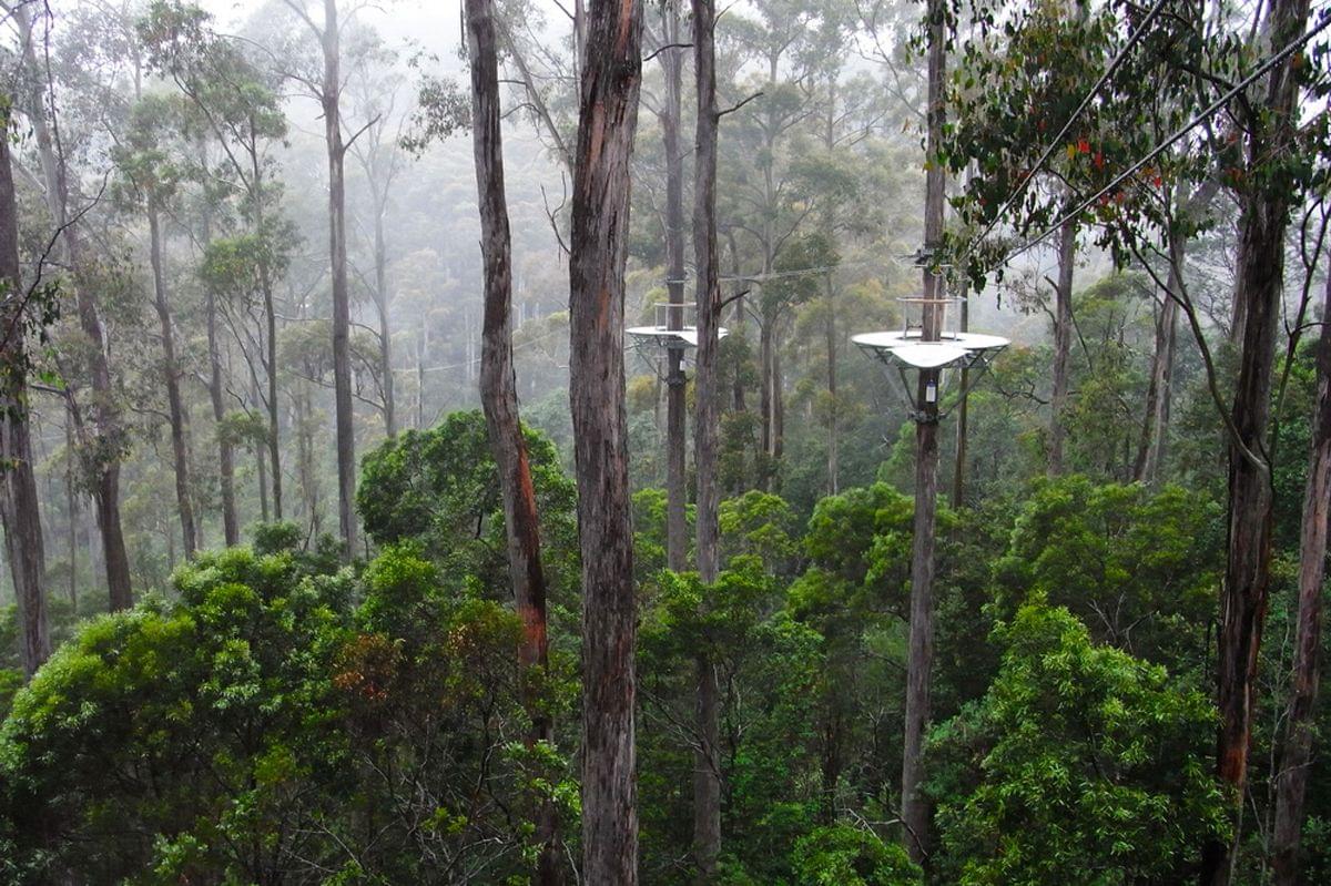 Zipline Gold Coast