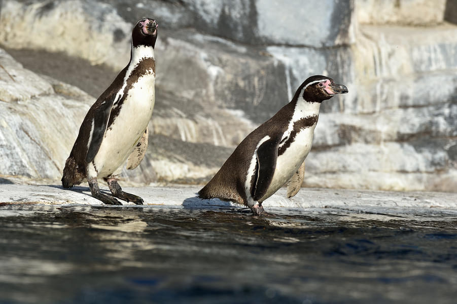 Watch the playful penguins in their natural habitat