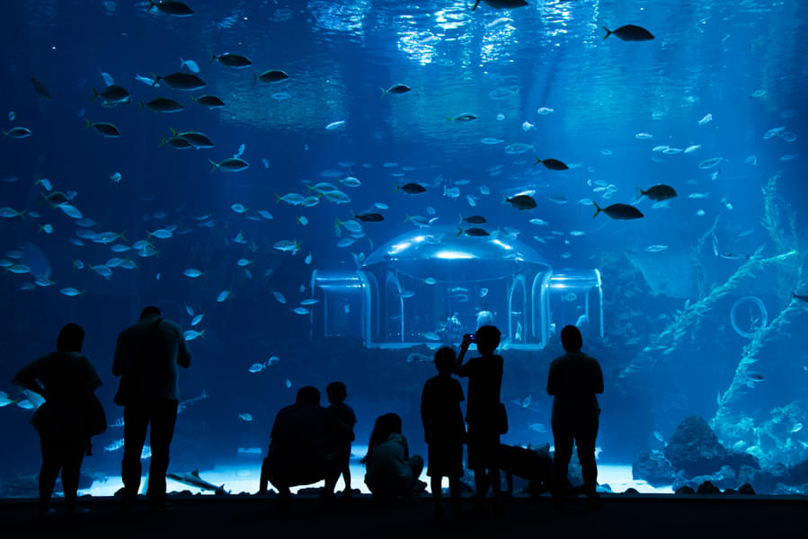 See the assortment of biodiversity in marine life inside the 400,000-liter cylindrical tank