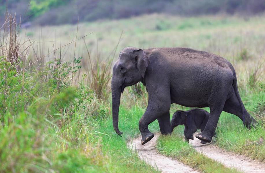 Jim Corbett Jungle Safari Image