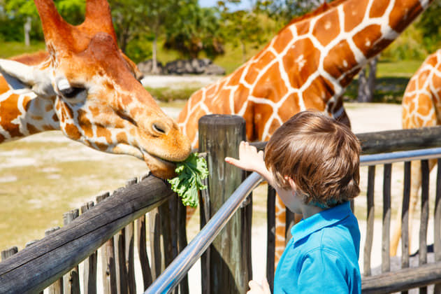 12 Amusement Parks in Miami to Experience Thrill & Adventure!