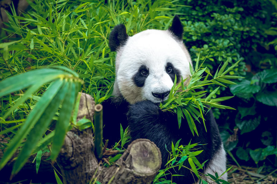 See the beautiful animals from around the world in various parks of Singapore Zoo