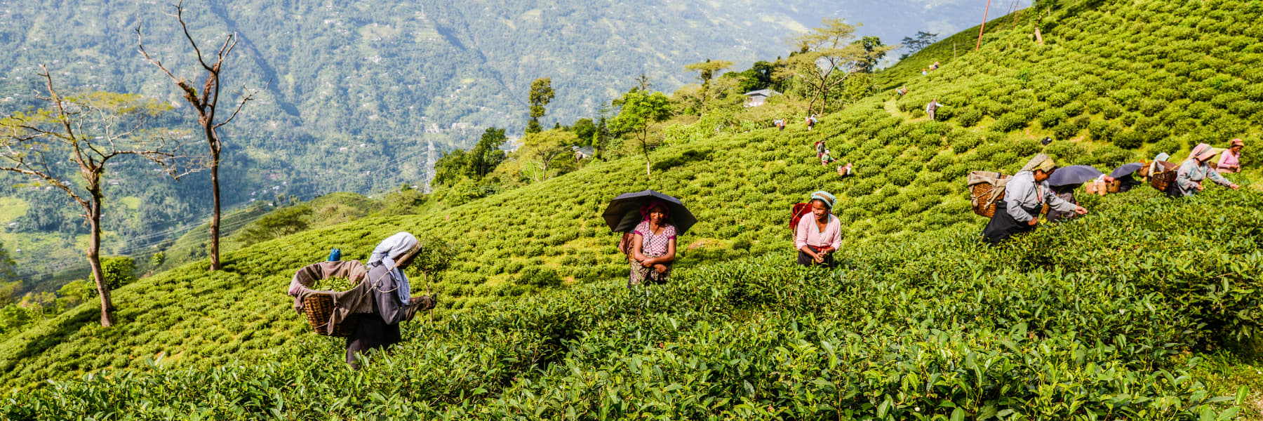 Darjeeling Gangtok Honeymoon Package Image