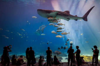Witness a variety of ferocious shark species at the aquarium