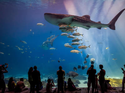Witness a variety of ferocious shark species at the aquarium