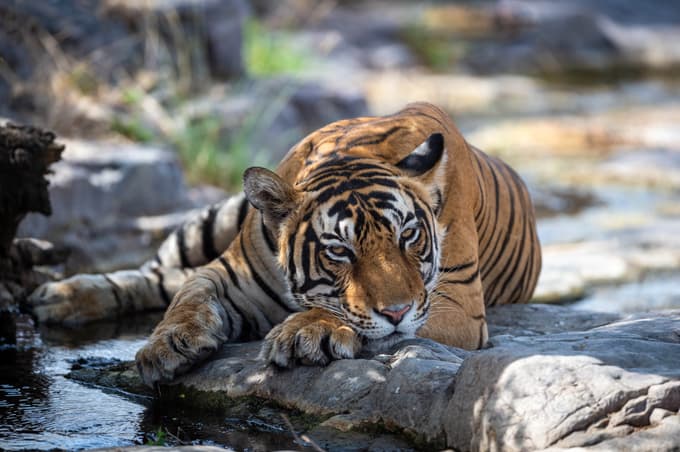 Sariska New Year Tour Package