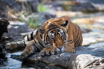 Sariska New Year Tour Package