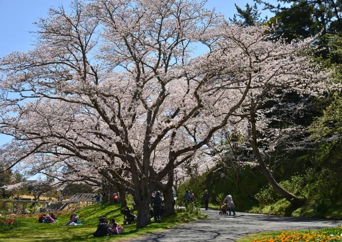 Cherry Blossoms