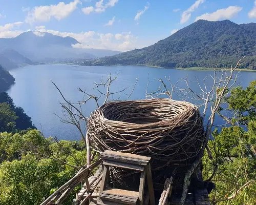 Snap Pictures Before The Bird's Nests and Human-Sized Birdcage
