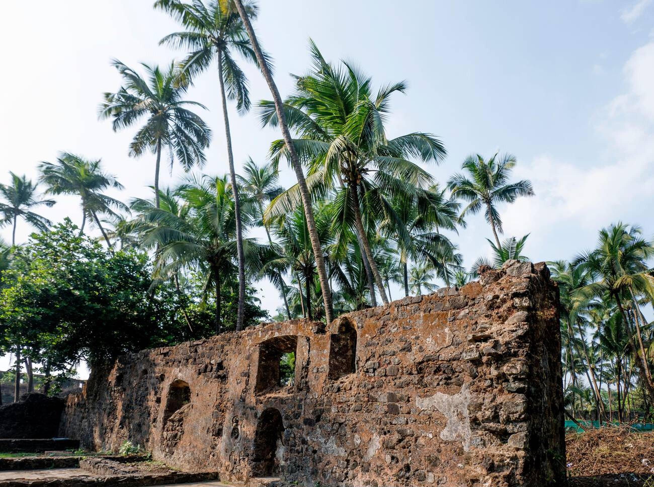 Witness Nature reclaim the Ruins