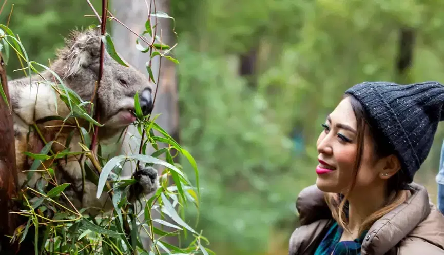 Koala Forest