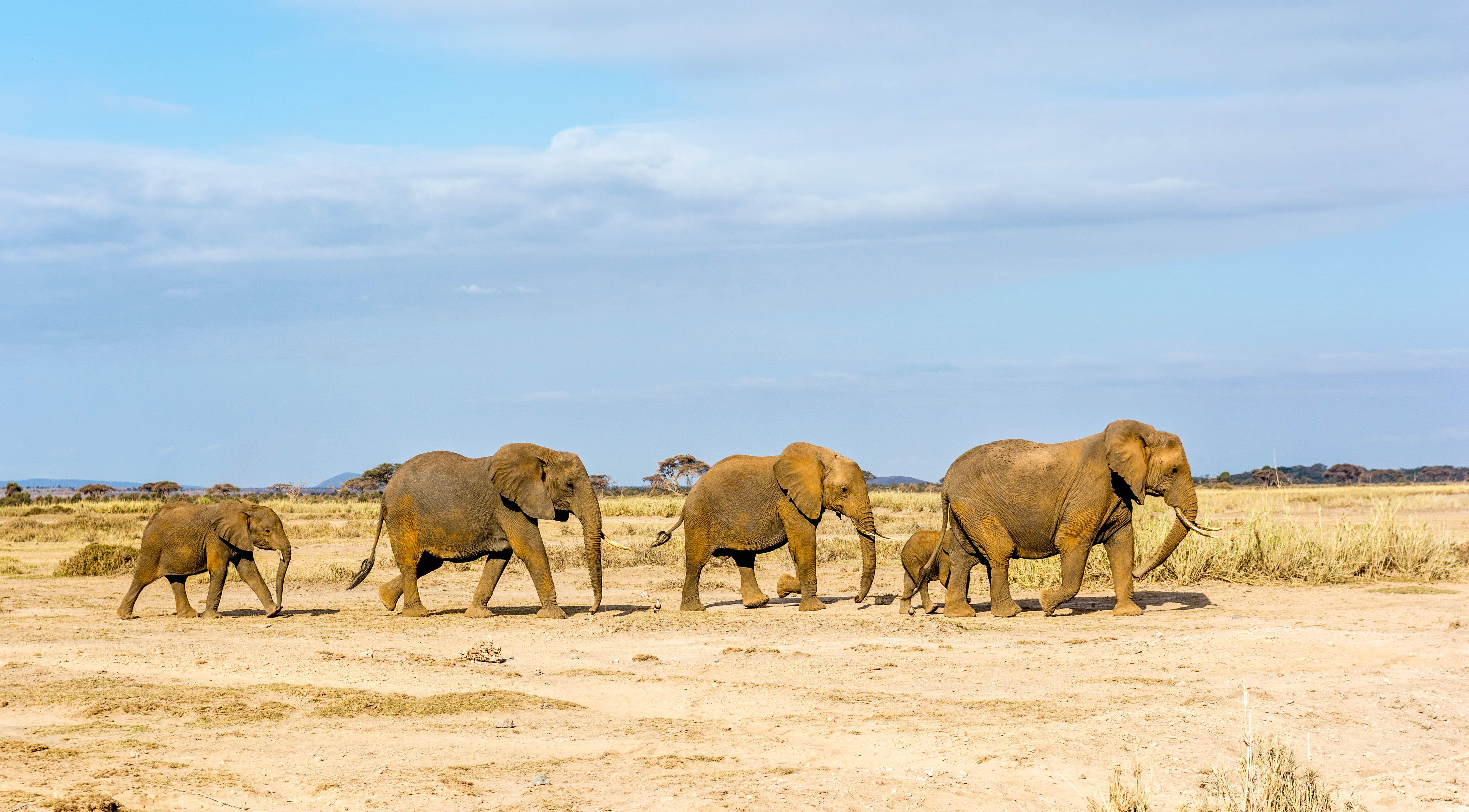 Tsavo National Park