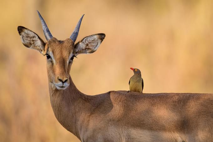 impala-5873636.jpg