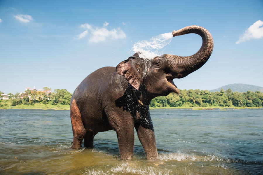 See how the elephants give themselves a refreshing bath