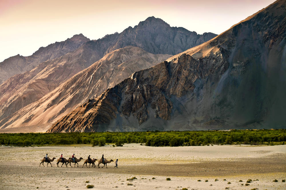 a wonderful ride on the Double-humped Bactrian camels exclusively found at Nubra valley.